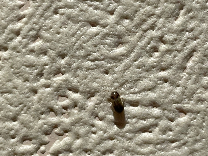 Une vrillette du pain adulte est posée sur un mur texturé blanc en gros plan.