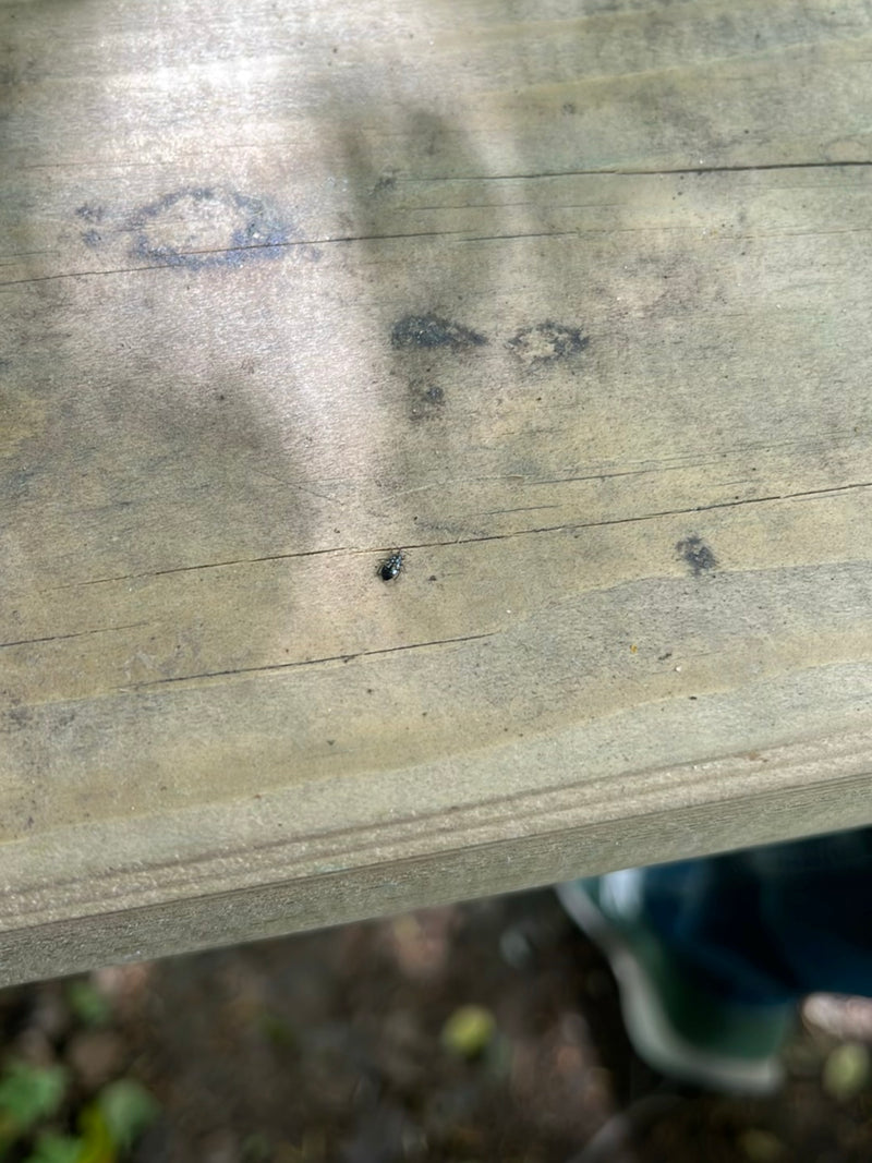 Coléoptère du pain — photo 5 sur 71