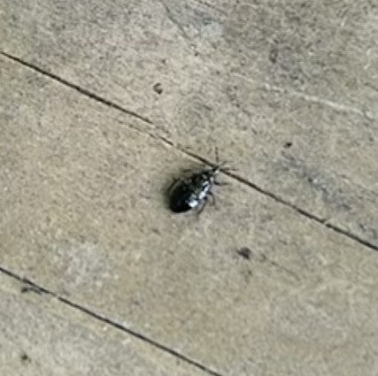 Coléoptère du pain — photo 3 sur 71
