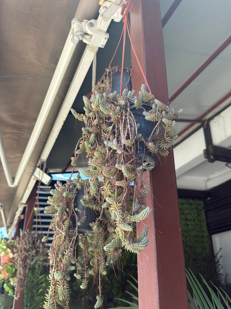 Une plante succulente retombante, probablement un orpin (Sedum), pousse dans un pot suspendu fixé à un poteau.
