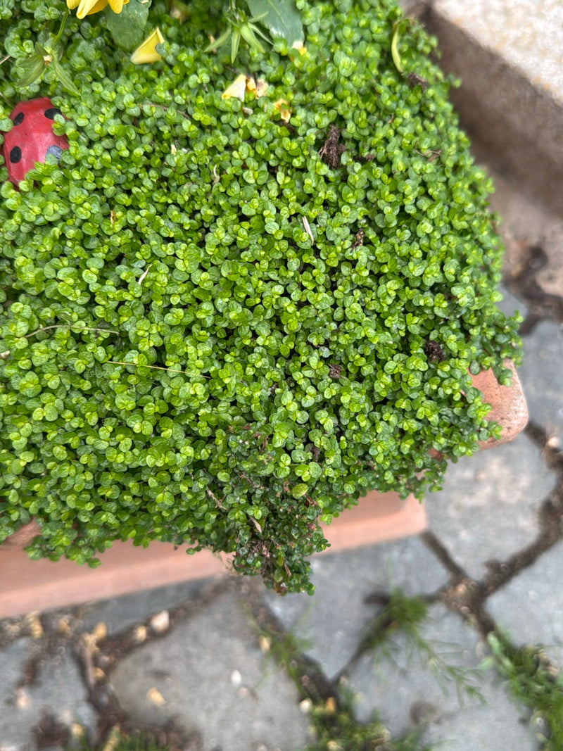 cheveux coupés — Bild 1