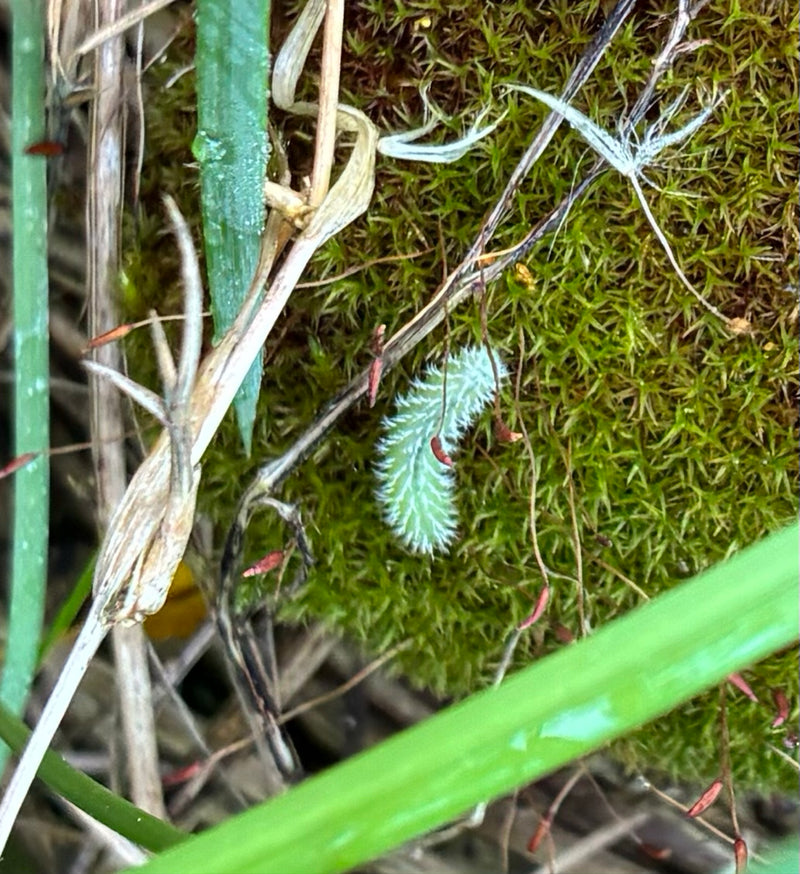 Cochenille du hêtre — Bild 1