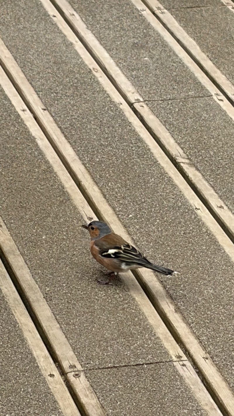 Un pinson des arbres se tient sur un sol en bois texturé. L'oiseau regarde vers la gauche et montre son plumage typique.