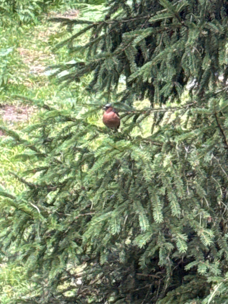 Un pinson des arbres est assis sur la branche d'un conifère. L'oiseau est bien visible dans son environnement naturel.