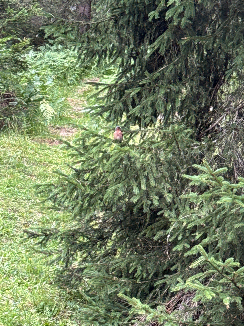 Pinson — photo 1 sur 17
