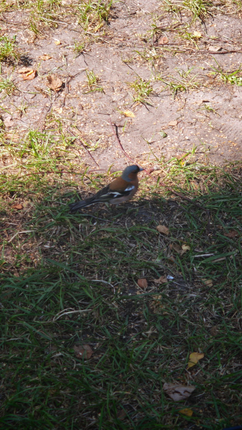 Un pinson des arbres est posé sur le sol entre l'herbe et la terre. L'oiseau est bien visible.