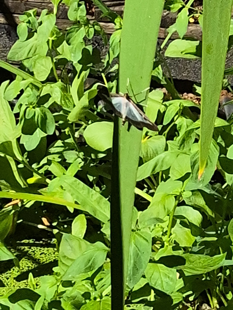 Une pyrale du buis est posée sur une feuille de plante verte. Elle est entourée d'une végétation verte dense.