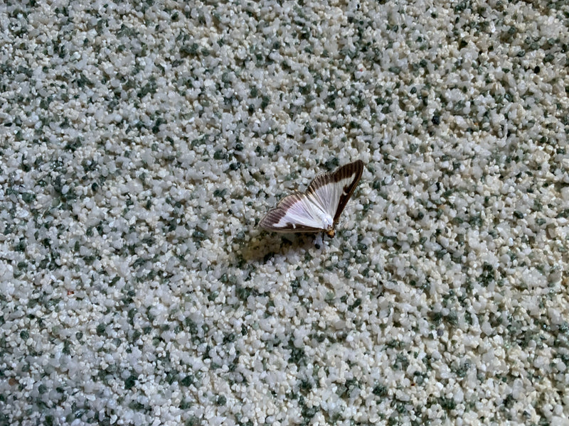 Une pyrale du buis repose ailes déployées sur une surface en pierre claire et granuleuse. Le motif distinctif des ailes est bien visible.