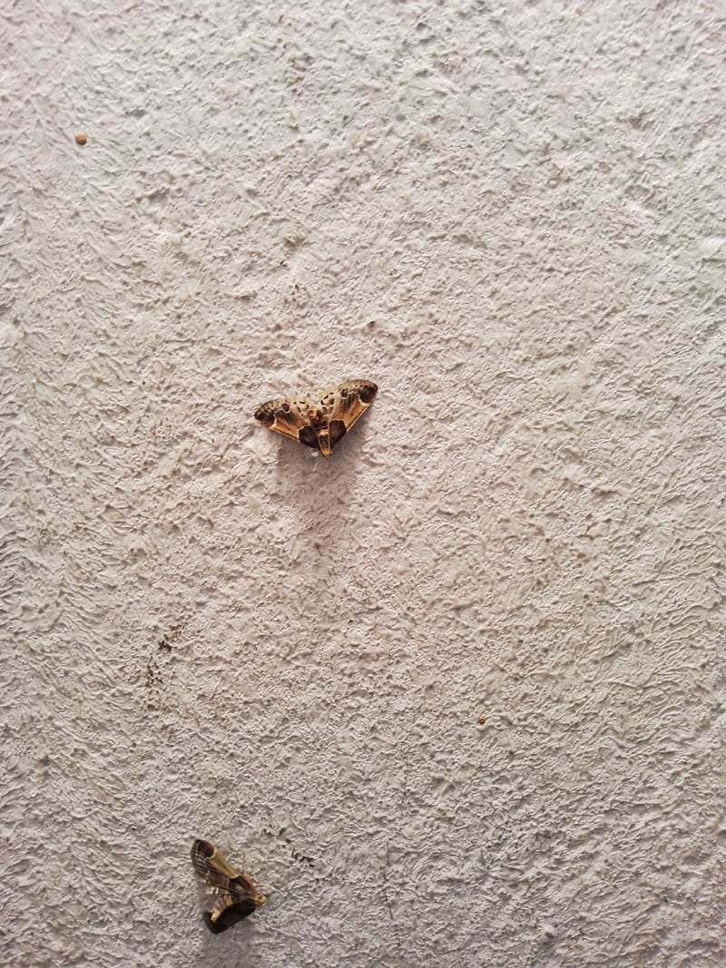 Deux pyrales du buis adultes reposent sur un mur clair et texturé. Les papillons restent immobiles sur la surface.