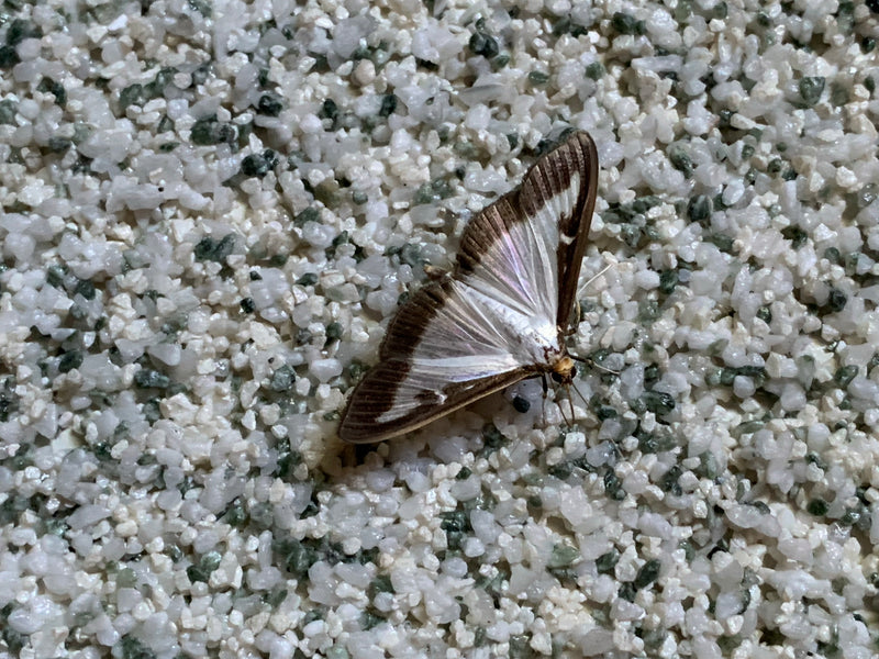 Une pyrale du buis repose sur un fond clair semblable à du gravier. Les ailes caractéristiques aux bords sombres sont bien visibles.