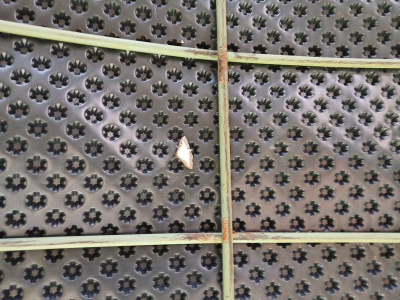 Une pyrale du buis repose sur une surface sombre et texturée derrière une grille métallique. Le papillon est au repos.
