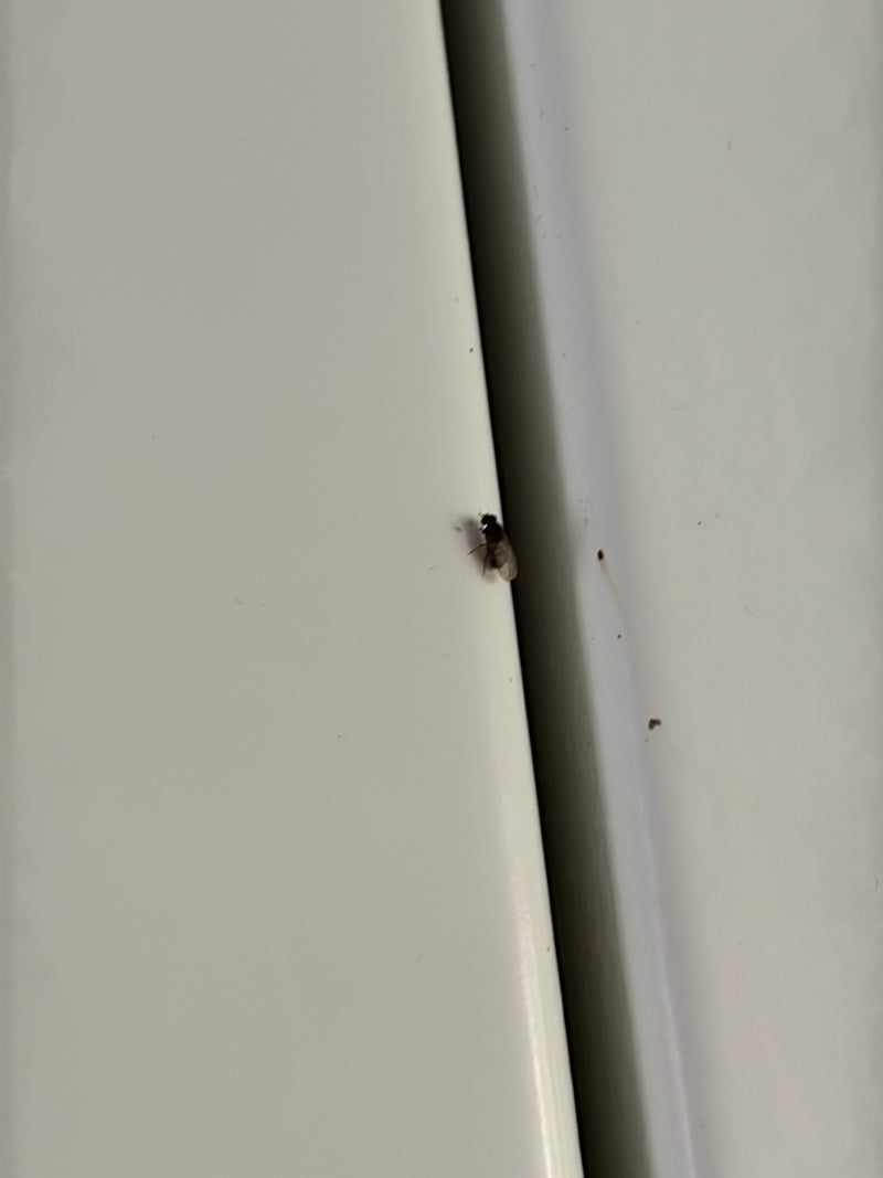 Mouche à bosse — Bild 1