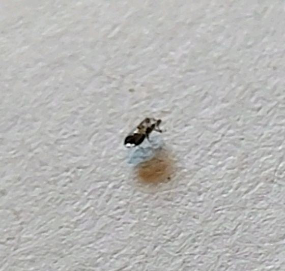 Une petite phoride est assise sur une surface claire. La forme typique du corps est à peine visible.