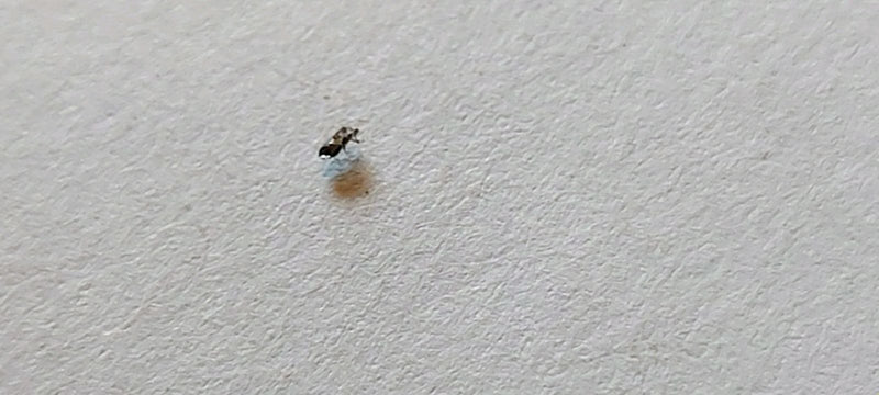 Une tout petite phoride est assise sur une surface claire et texturée. L'insecte apparaît très petit sur l'image.