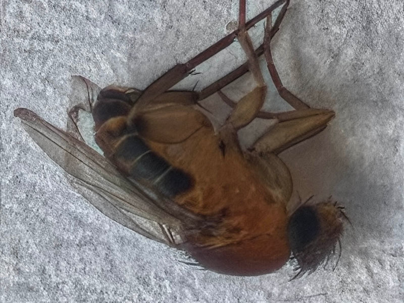 Mouche à bosse — photo 1 sur 13
