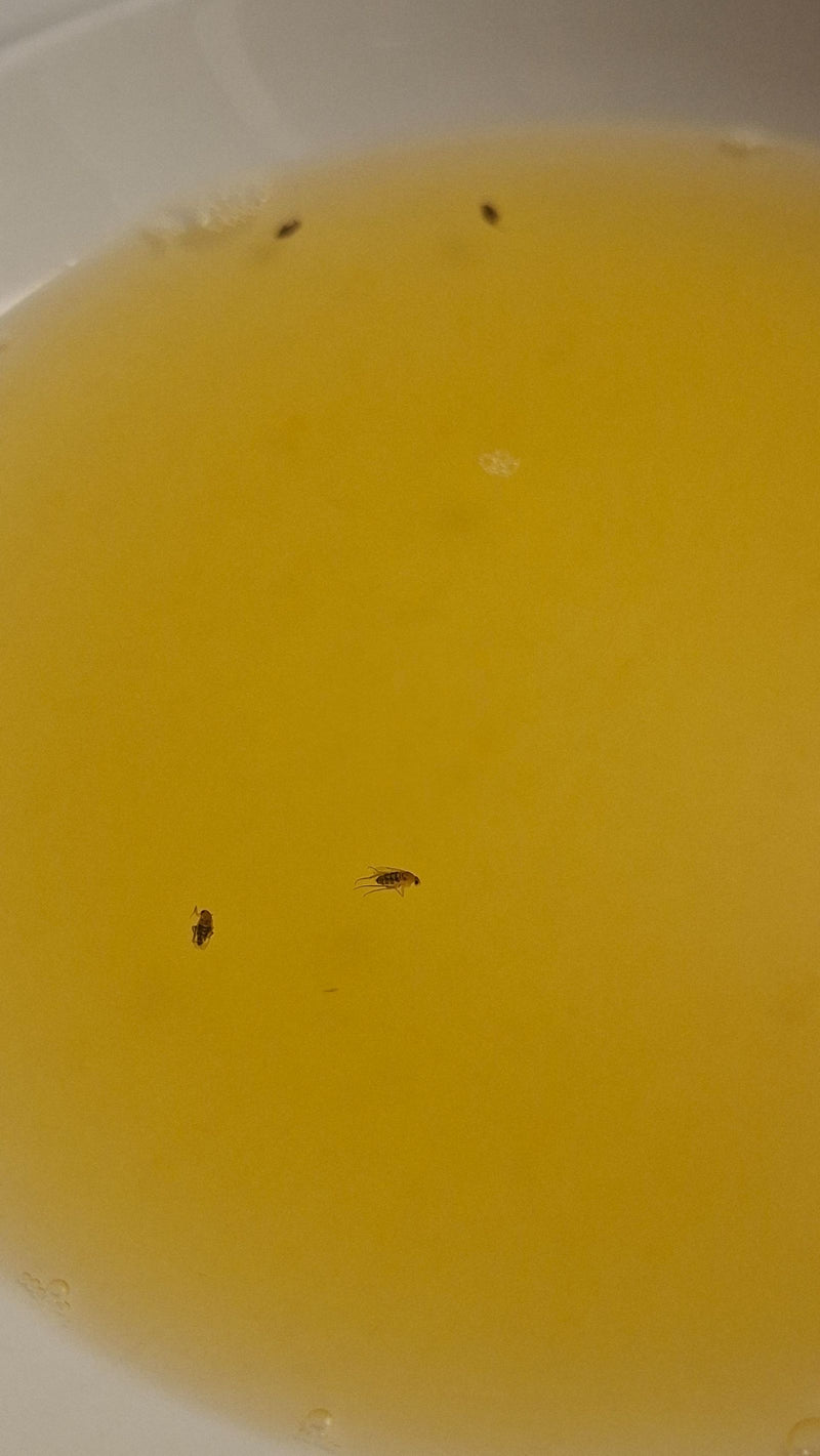 L'image montre plusieurs phorides flottant dans un liquide jaune. La petite perspective montre les insectes par-dessus.