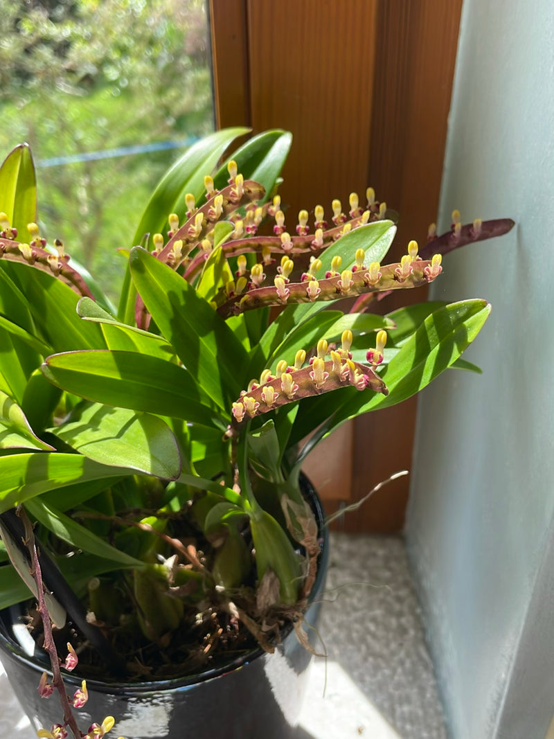 Orchidée Bulbophyllum — Bild 1