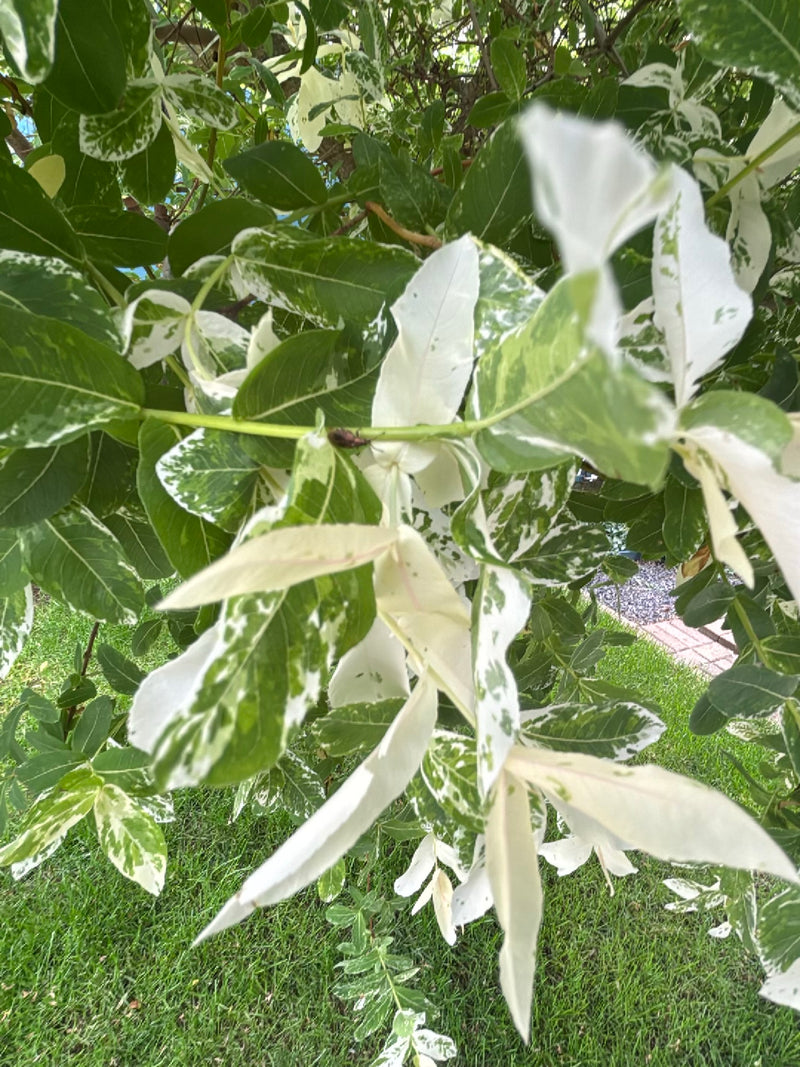 On peut voir les feuilles pennées typiques d'un frêne commun, présentant ici une rare coloration panachée de blanc et de vert. La photo montre les branches f...