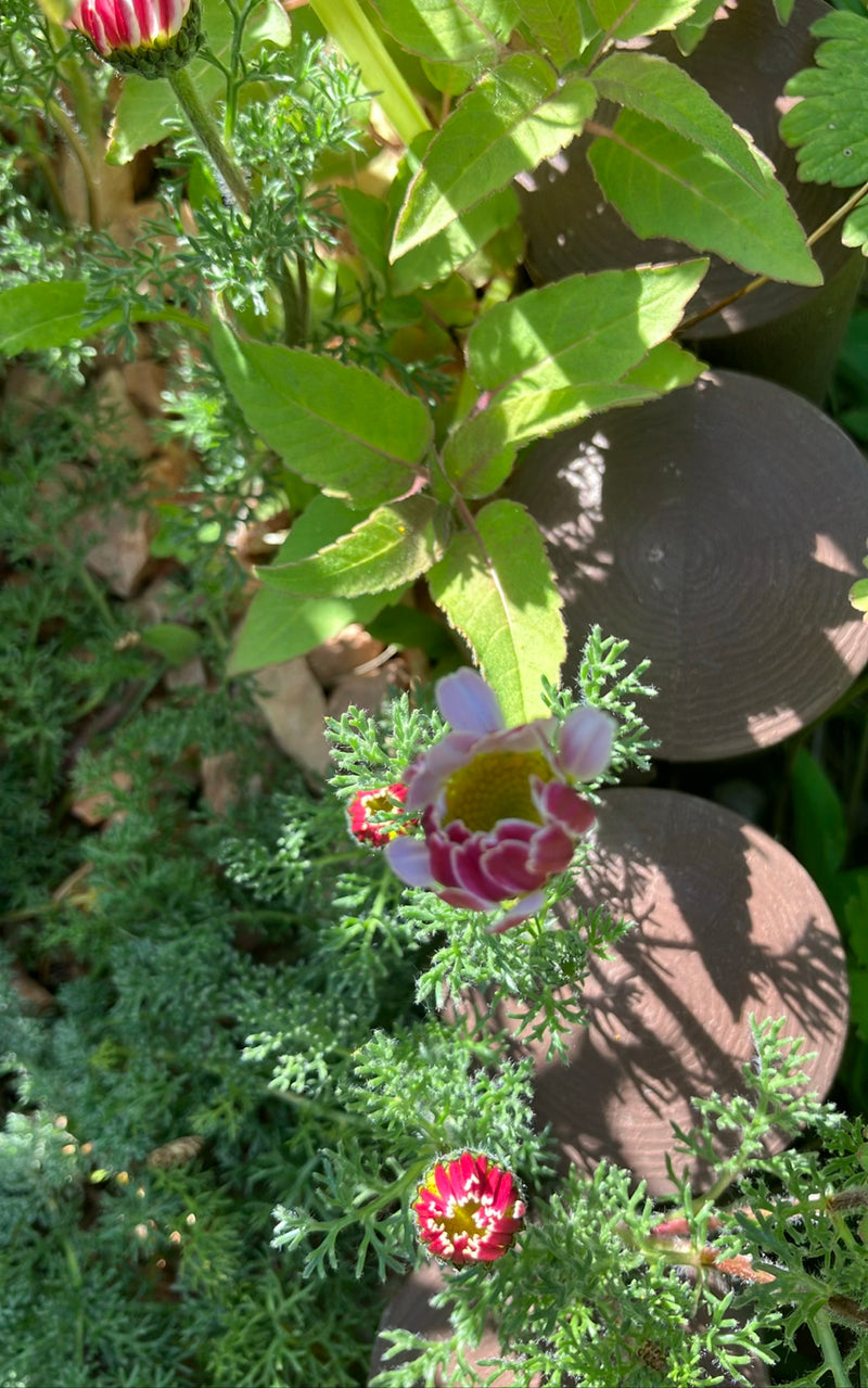 Marguerite colorée — Bild 1
