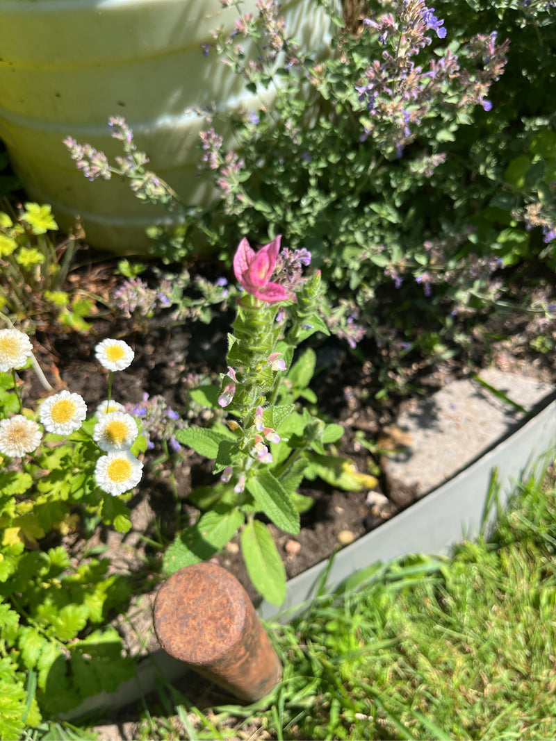 Sauge panachée — Bild 1