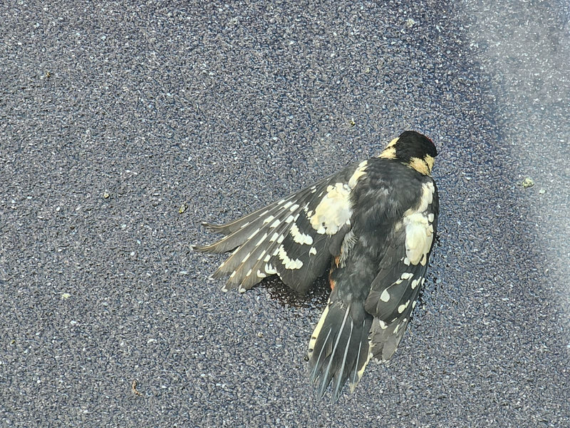 On peut voir un pic épeiche mort, les ailes déployées, gisant sur de l'asphalte gris.