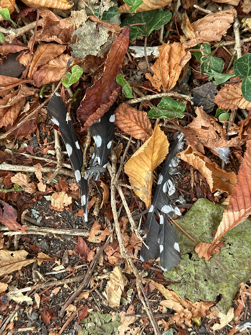 Des plumes caractéristiques noires et blanches d'un pic épeiche reposent parmi des feuilles mortes sur le sol de la forêt. Ces plumes bien visibles peuvent ê...