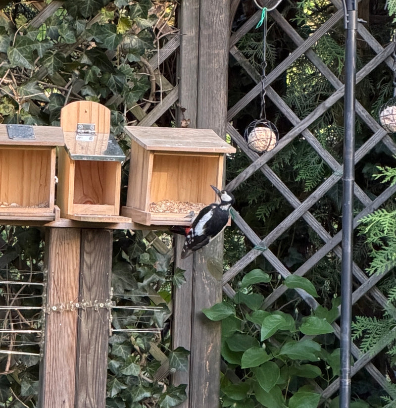 Un pic épeiche est posé sur une mangeoire en bois dans un jardin. Du lierre et d'autres plantes poussent en arrière-plan.