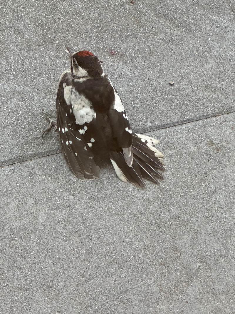 Un pic épeiche est vu du dessus sur un sol en pierre grise. Son plumage noir et blanc et sa tache rouge sur la tête sont bien visibles.