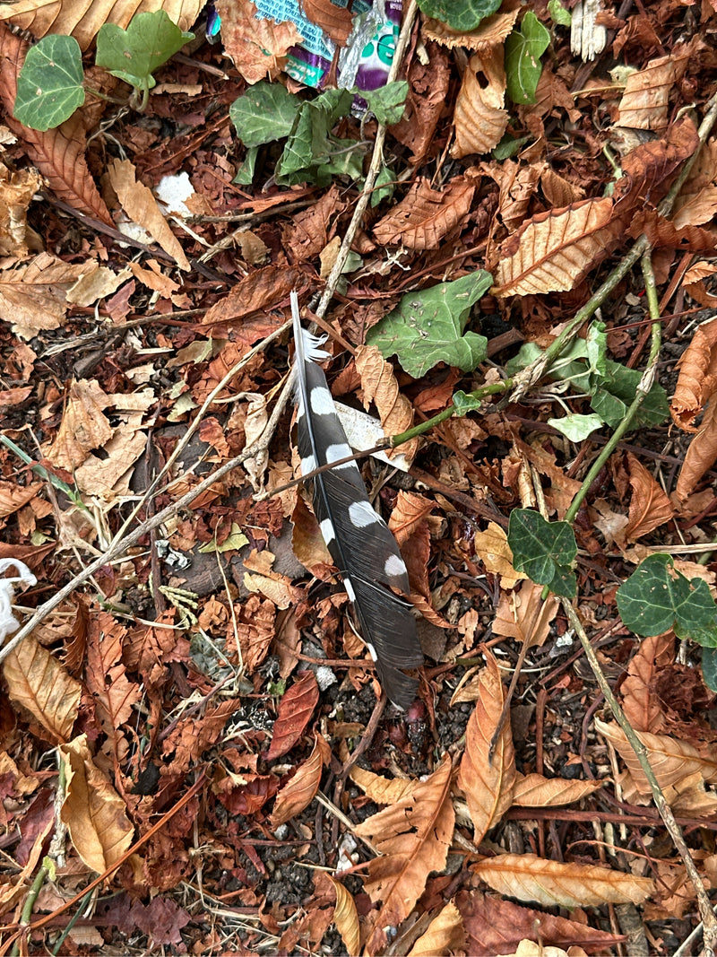 Une plume noire et blanche nettement tachetée d'un pic épeiche repose sur le sol de la forêt, entourée de feuilles mortes et de lierre.