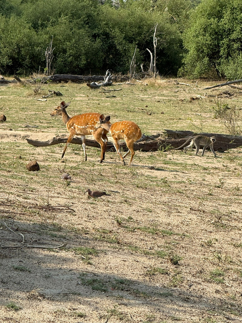 Buschbock — photo 1 sur 1