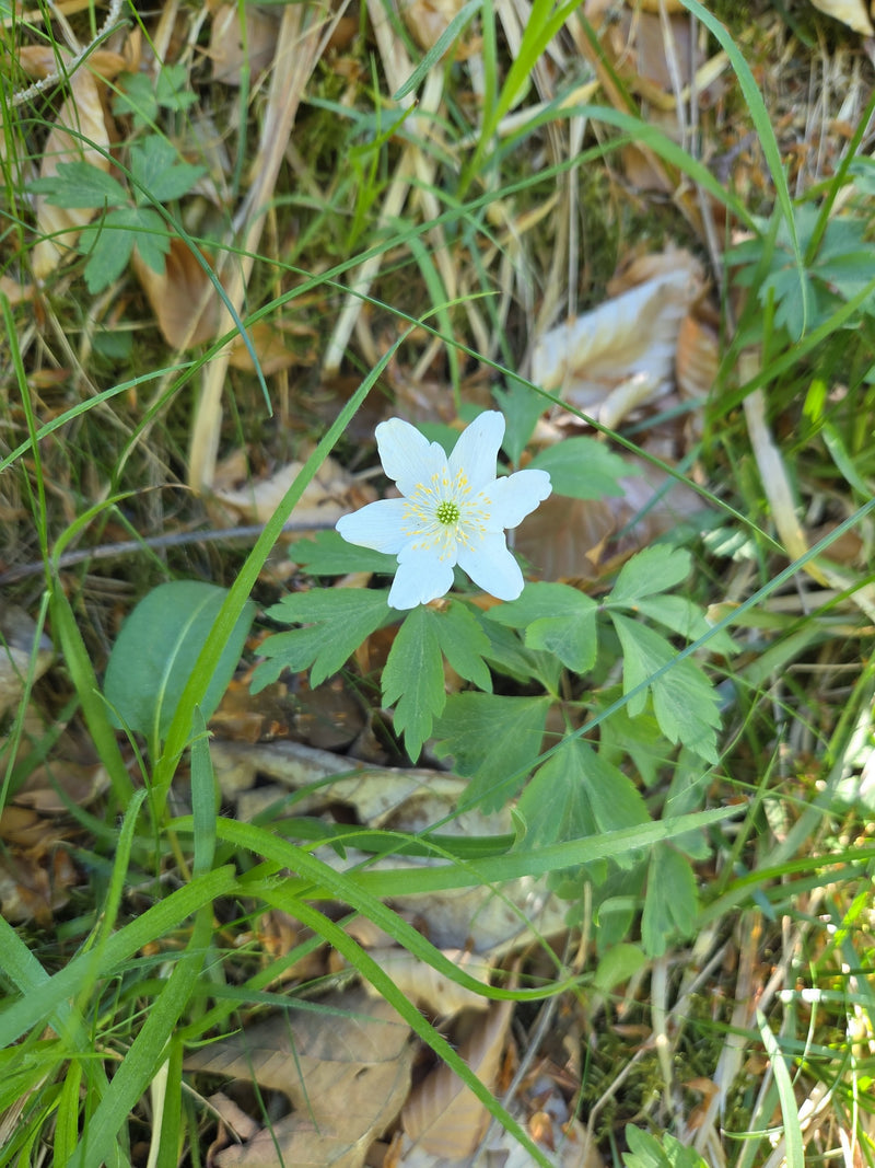 L'image montre une fleur blanche de anémone nemorosa, entourée de feuilles vertes et d'herbe sur le sol de la forêt.