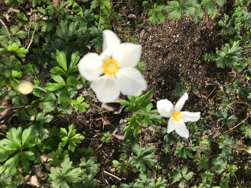 L'image montre deux fleurs blanches de nemorosa avec un centre jaune poussant sur un sol forestier recouvert de feuillage vert. La vue plongeante montre les ...