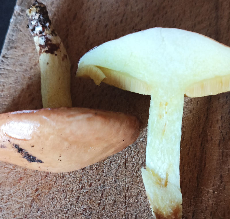Butterpilz — Bild 1