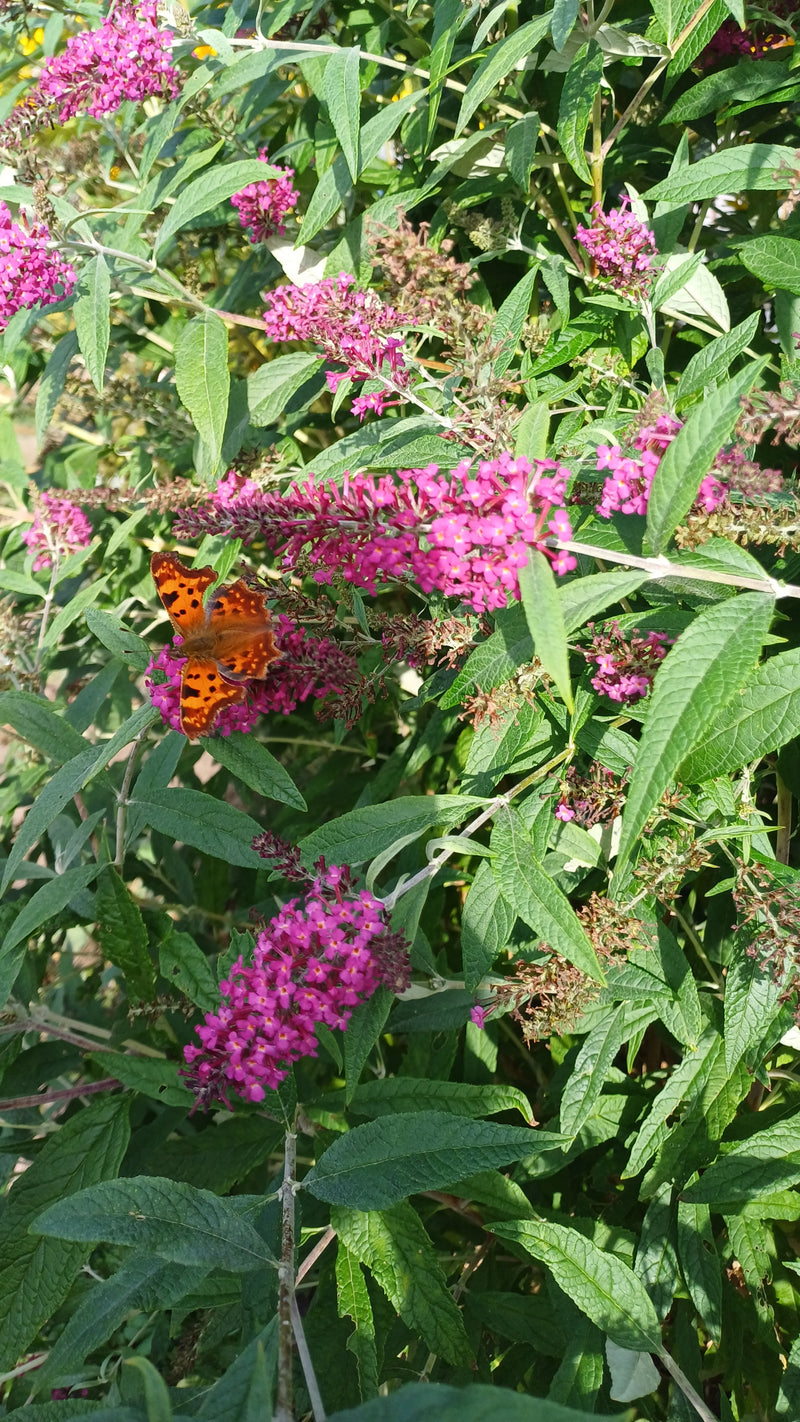 Papillon C — photo 5 sur 20