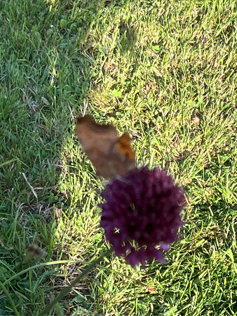 Papillon C — photo 1 sur 20