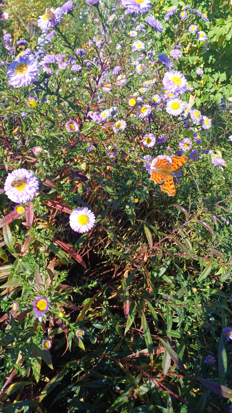 Un Robert-le-Diable repose, ailes déployées, sur un aster violet en fleur.