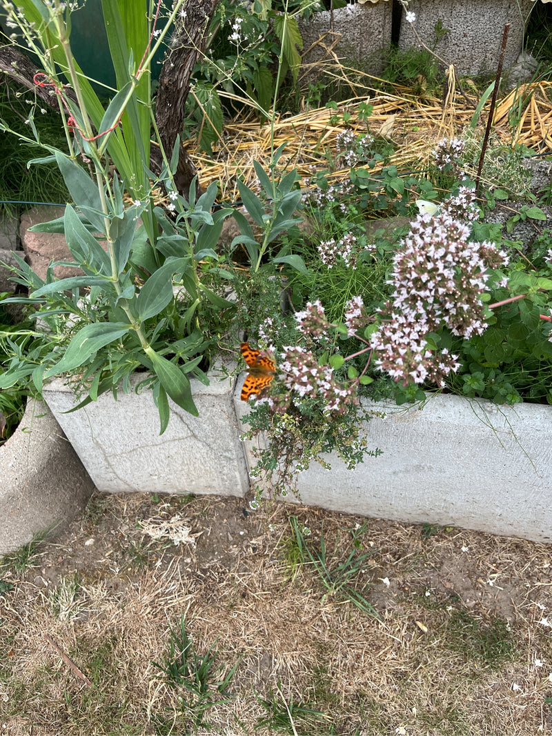 Papillon C — photo 4 sur 20