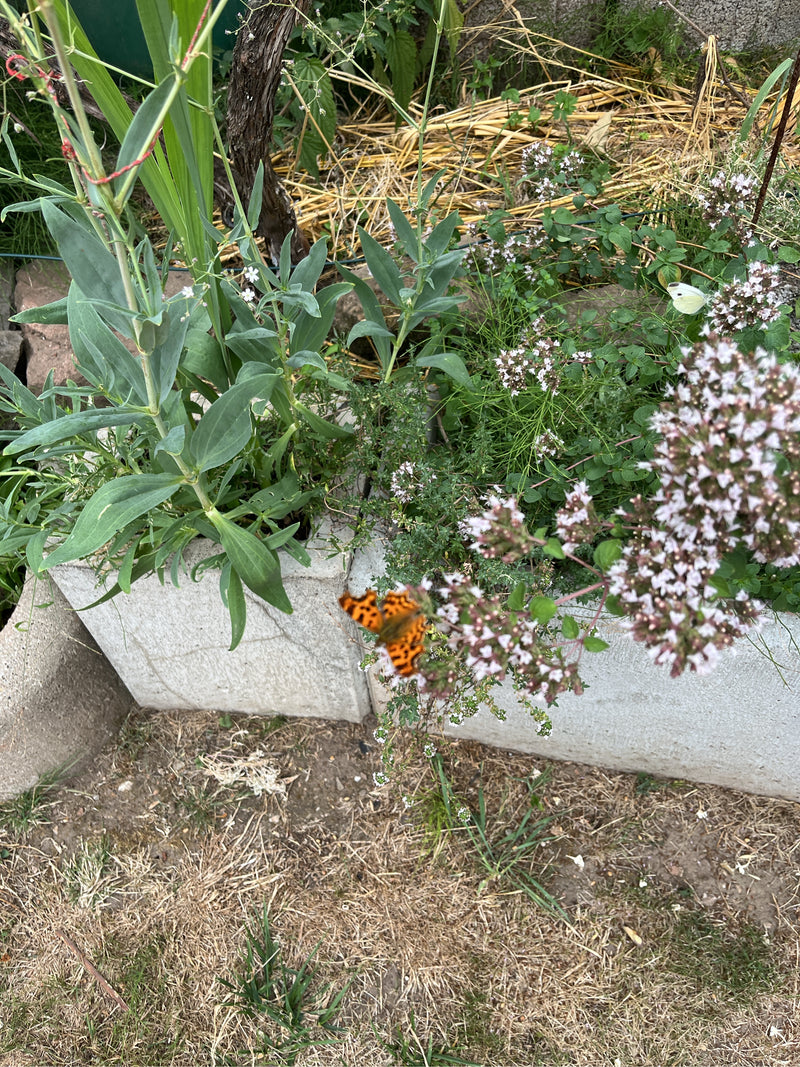 Papillon C — photo 3 sur 20