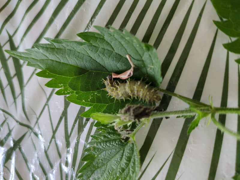 Papillon C — Bild 3
