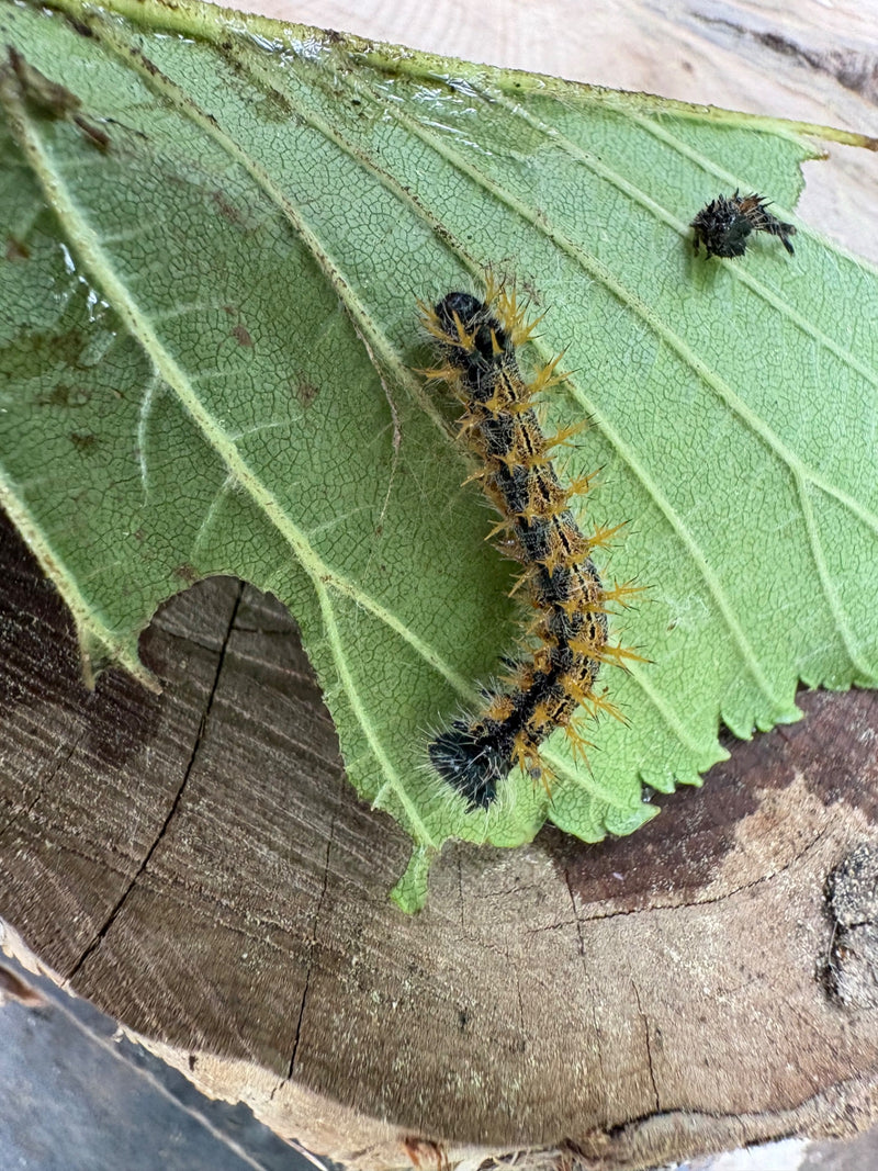 Papillon C — Bild 1