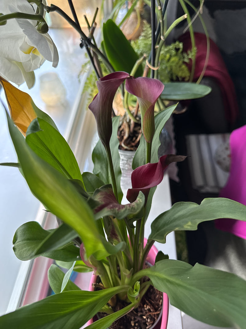 Lys calla — Bild 1