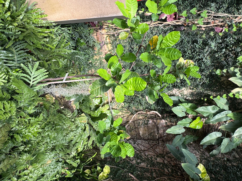 Cashewbaum — photo 2 sur 2