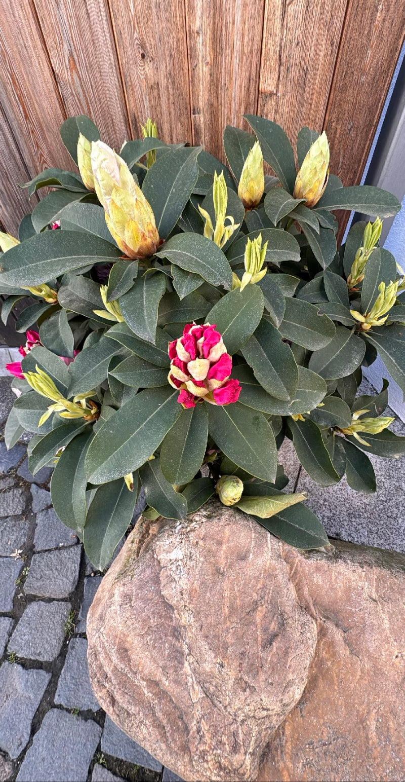 Rhododendron Catawba — Bild 1