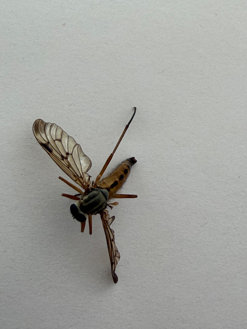 Mouche caméléon — Bild 2