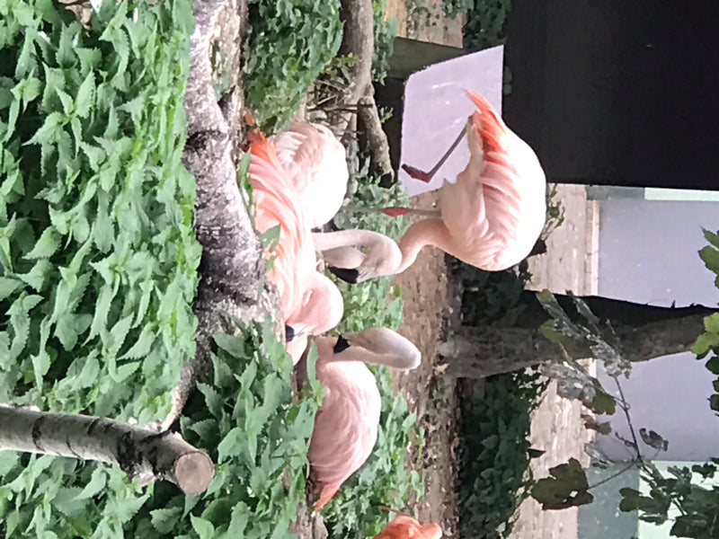 Chileflamingo — photo 2 sur 2