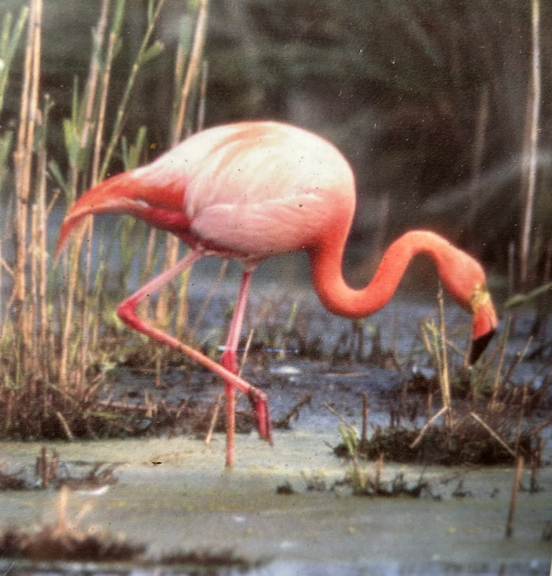 Chileflamingo — photo 1 sur 2