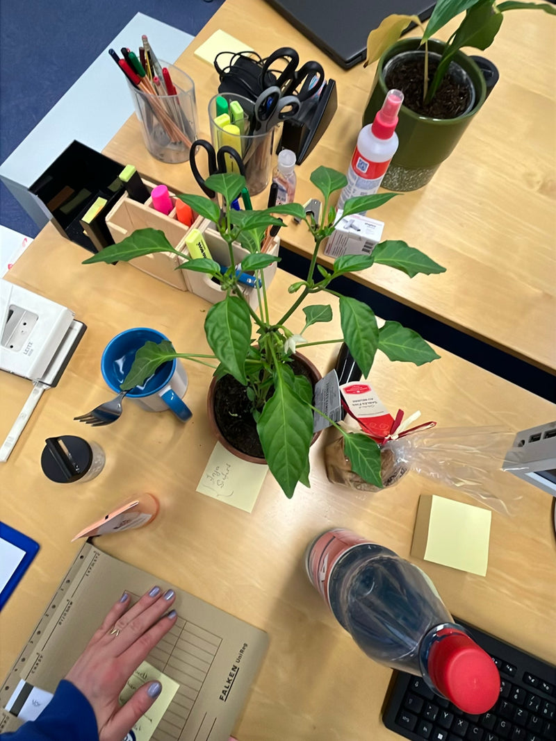 Un plant de piment vert dans un pot de fleurs marron est posé sur un bureau, entouré de fournitures de bureau. La plante présente des feuilles vertes et de p...