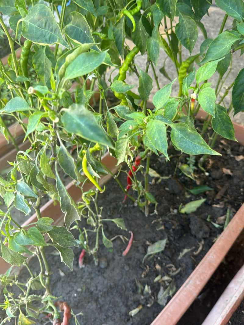 L'image montre un plant de piment sain dans une jardinière marron. Plusieurs gousses vertes non mûres et rouges mûres pendent des tiges et des feuilles vertes.