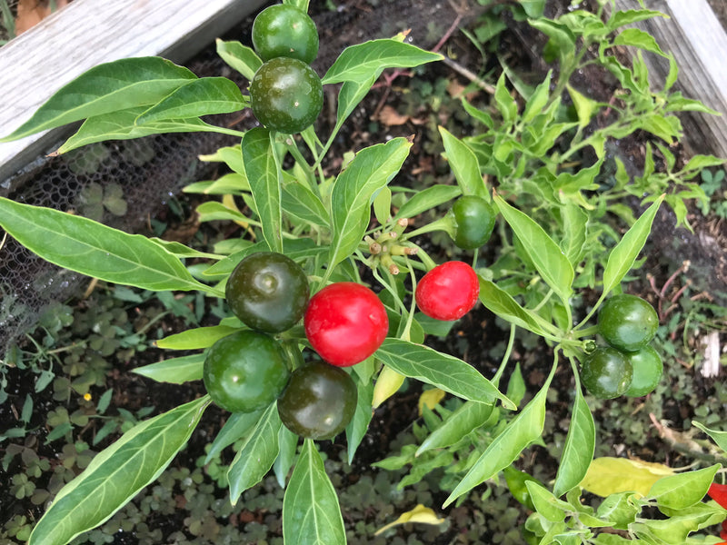 L'image montre un plant de piment vu du dessus, portant de nombreux fruits verts et quelques fruits rouges mûrs. La plante pousse dans un parterre de jardin.
