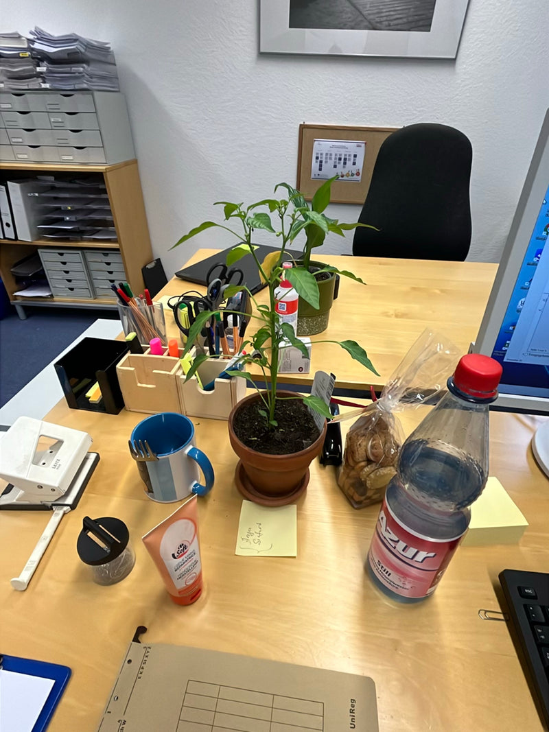 Un jeune plant de piment se trouve dans un pot de fleurs sur un bureau. Il est entouré de diverses fournitures de bureau et de boissons.